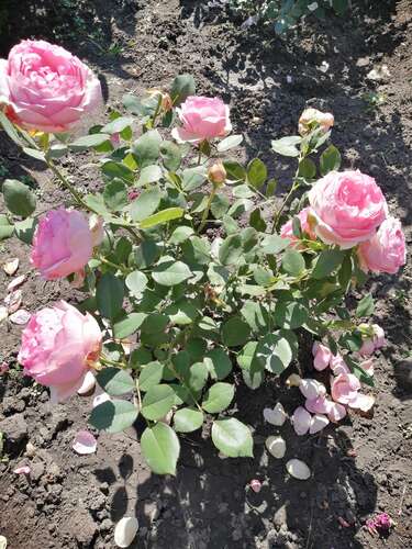 Мишкины розы питомник на весну