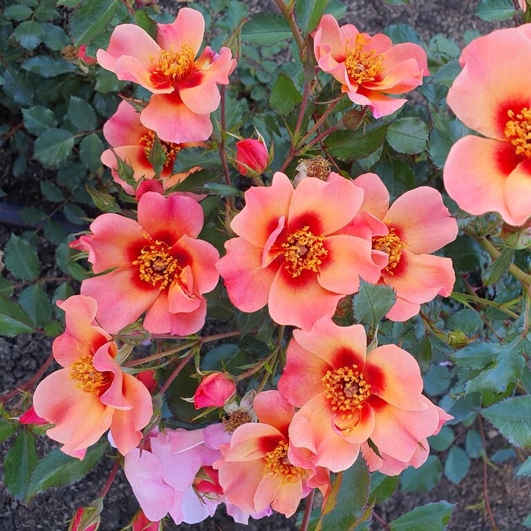 Гибриды розы персидской