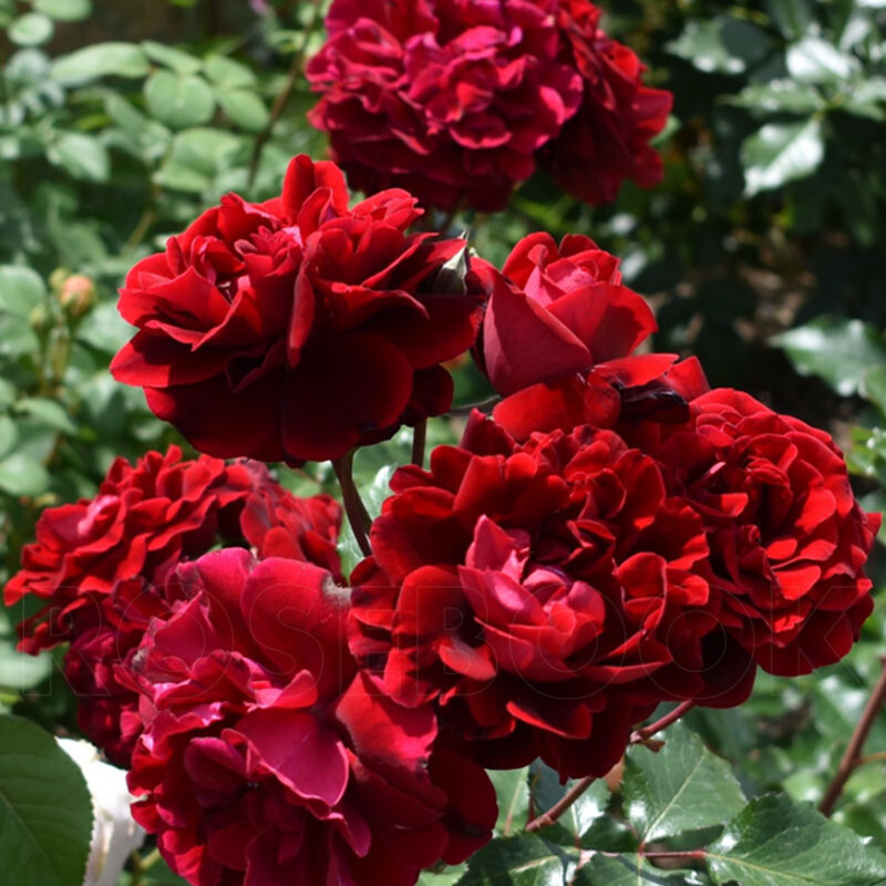 Роза коррида фото и описание