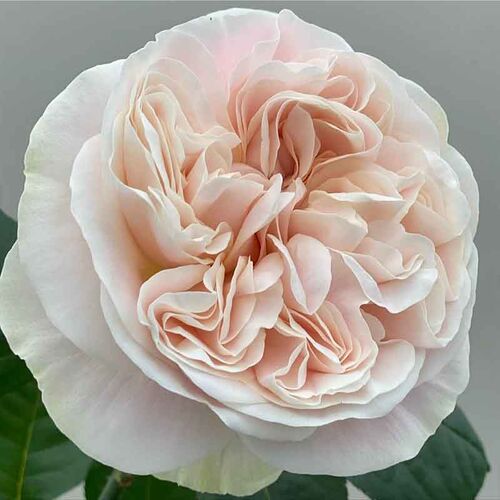 Шифон (Chiffon)