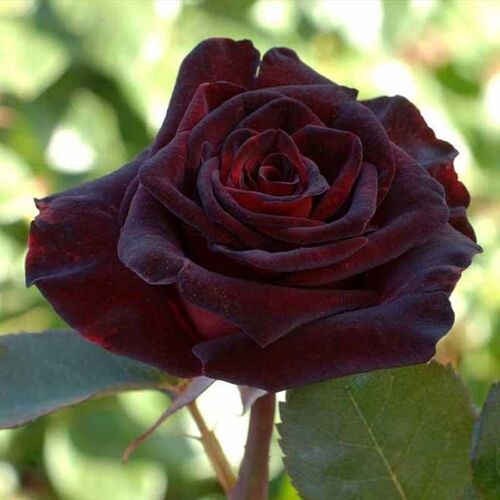 Блэк Баккара (Black Baccara)