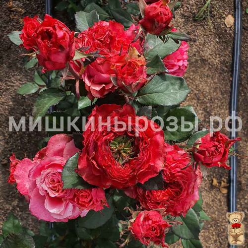 Кантри Гарден (Country Garden)