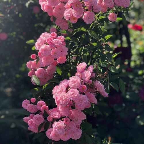 Хэвенли Пинк (Heavenly Pink)