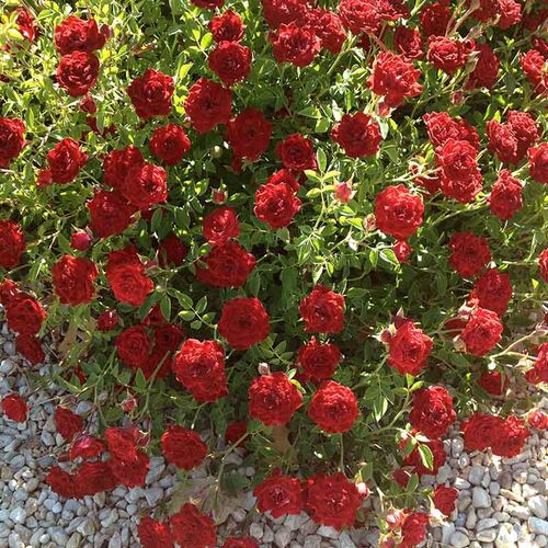 Ред Каскад (Red Cascade)