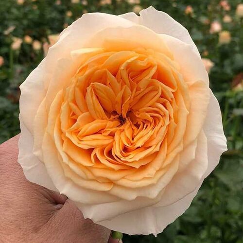 Викториан Пич (Victorian Peach)